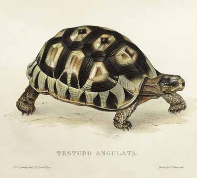 Tartaruga angular de Edward Lear